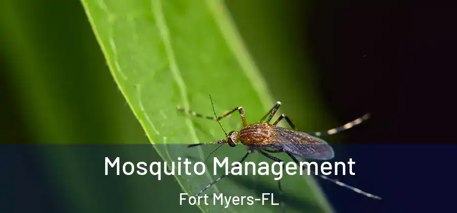  Mosquito Management Fort Myers-FL