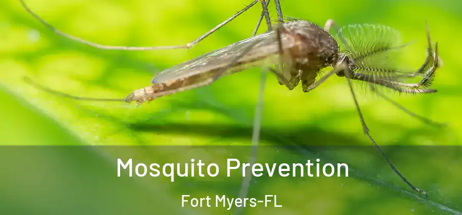  Mosquito Prevention Fort Myers-FL