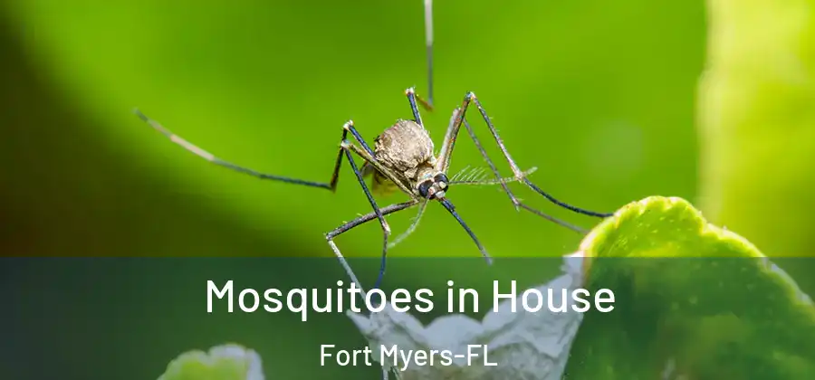  Mosquitoes in House Fort Myers-FL