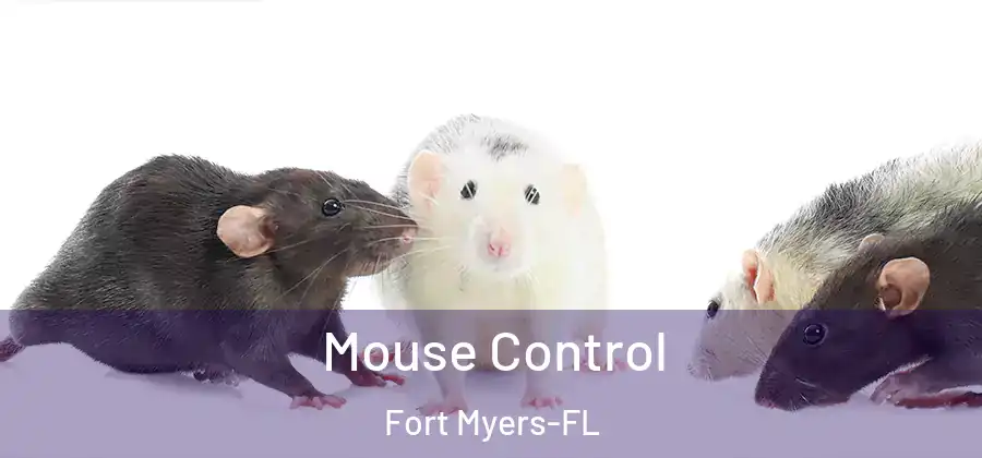 Mouse Control Fort Myers-FL