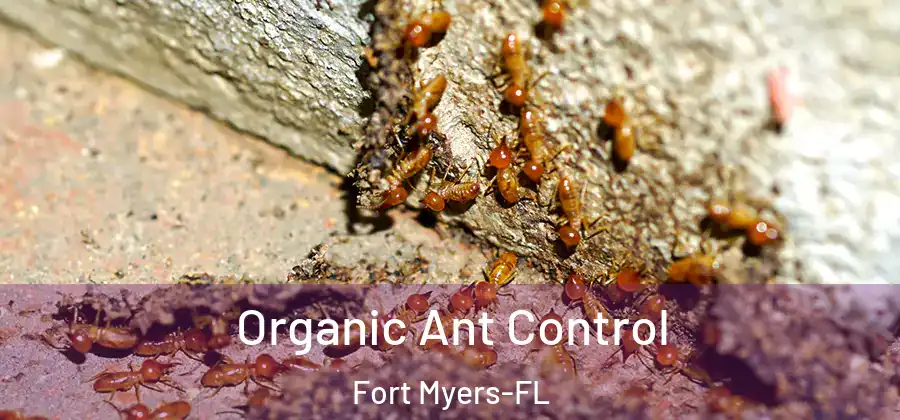  Organic Ant Control Fort Myers-FL