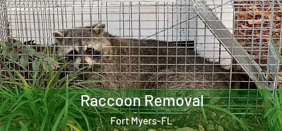  Raccoon Removal Fort Myers-FL
