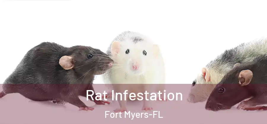 Rat Infestation Fort Myers-FL