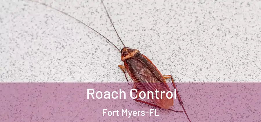Roach Control Fort Myers-FL