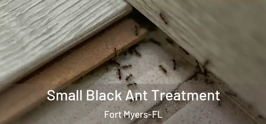 Small Black Ant Treatment Fort Myers-FL