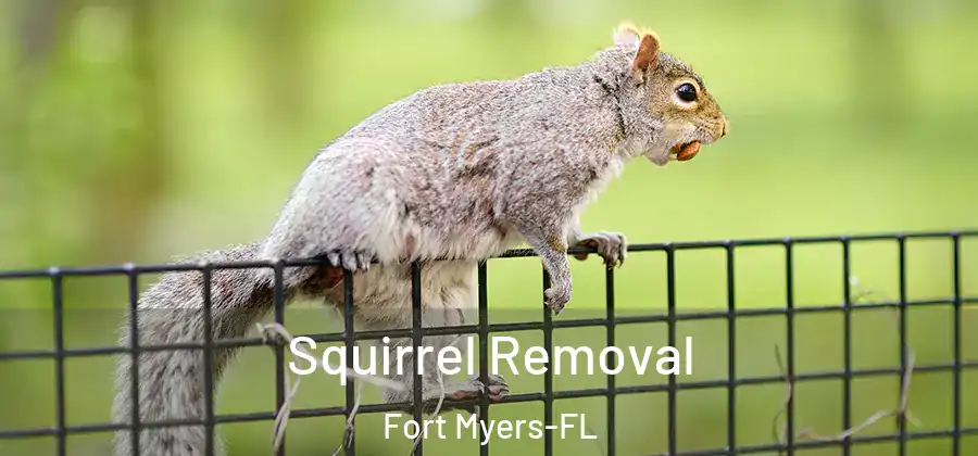  Squirrel Removal Fort Myers-FL