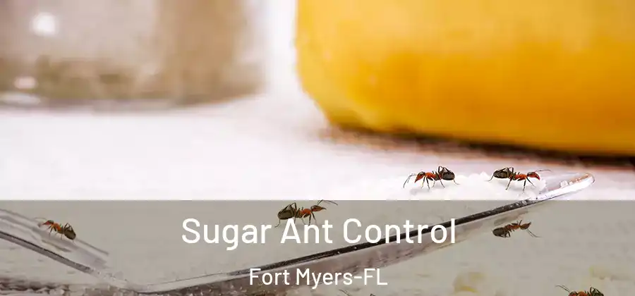 Sugar Ant Control Fort Myers-FL