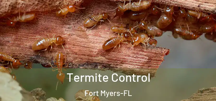 Termite Control Fort Myers-FL
