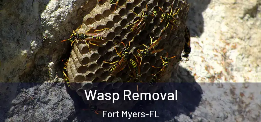 Wasp Removal Fort Myers-FL